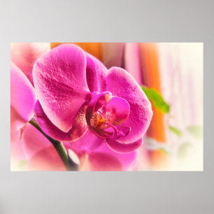 Soft Focus Pink Orchid Floral Photo Poster