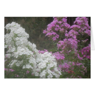 Soft Glowing Phlox Flowers