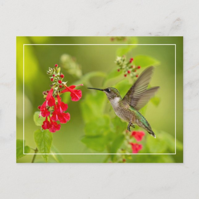 Soft Green Summer Postcard (Front)