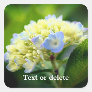 Soft Hydrangea Flower Personalised Square Sticker