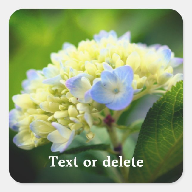 Soft Hydrangea Flower Personalised Square Sticker (Front)