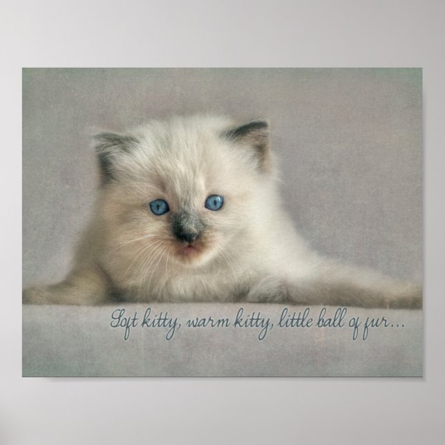 Soft kitty, Ragdoll kitten poster (Front)