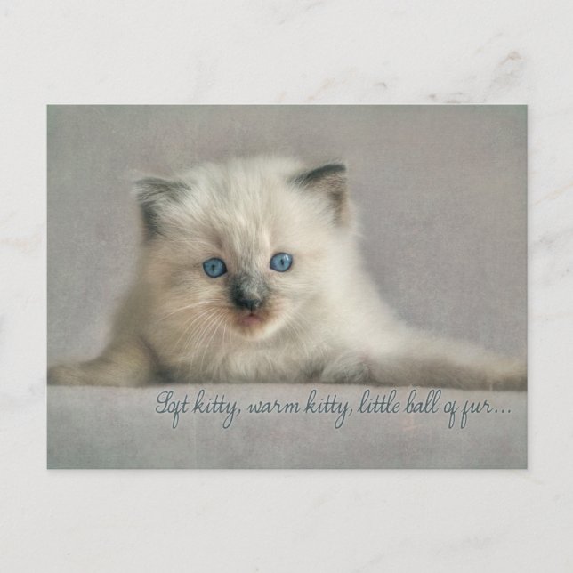 Soft kitty, ragdoll postcard (Front)