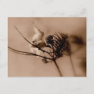 soft landing postcard