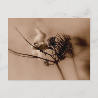 soft landing postcard