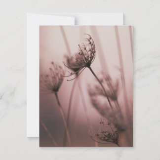 Soft Light Wild Flower Seed Heads Card