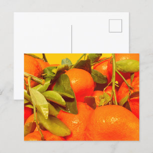 Soft Orange Fruit Aesthetic Postcard