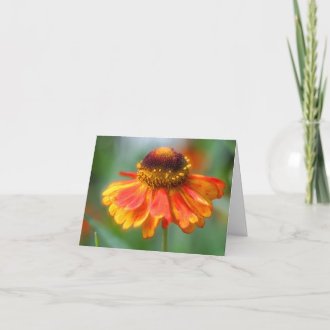Soft Orange Yellow Zinnia Flower Photography Note Card (Front)