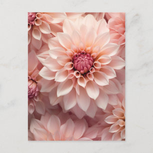 soft pastel colored dahlia flower  postcard