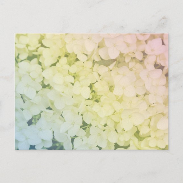  Soft Pastel Rainbow Hydrangea Postcard (Front)
