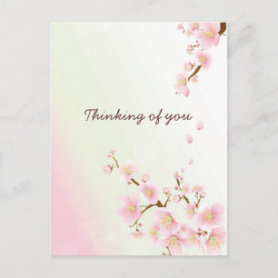 Soft Pink And White Cherry Blossom Postcard