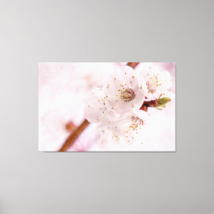 Soft Pink Apricot Flowers In Spring Canvas Print