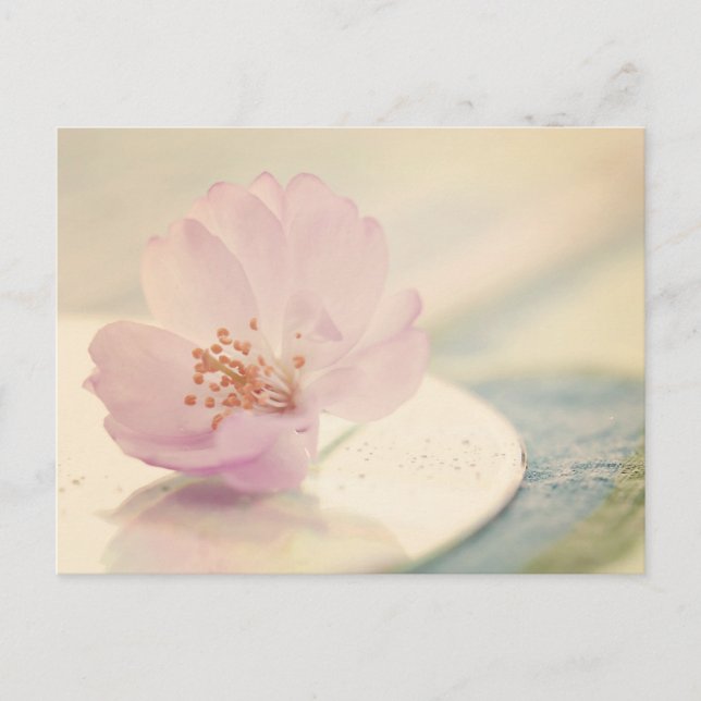 Soft Pink Cherry Blossom Flower Postcard (Front)