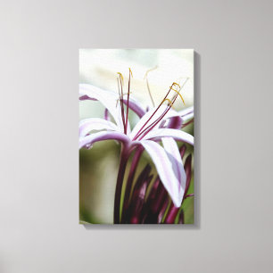 Soft Pink Lily Flower Botanical Photo Art Canvas Print