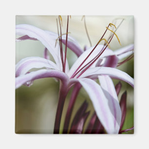 Soft Pink Lily Flower Botanical Photo Art Magnet