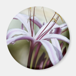Soft Pink Lily Flower Botanical Photo Art Magnet