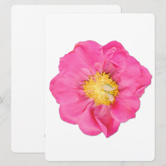 Soft Pink Peony Flower Botanical Art Cards