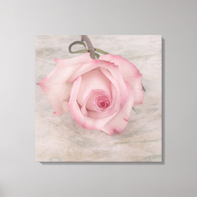 Soft Pink Rose Flower Canvas Print (Front)