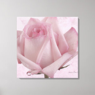 Soft Pink Rose Flower Canvas Print