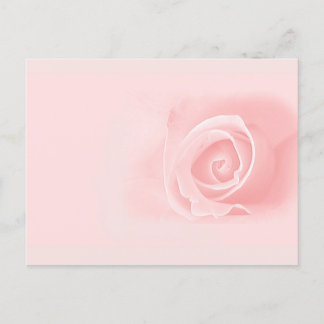 Soft pink rose postcard