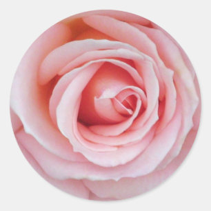 Soft Pink Rose Sticker