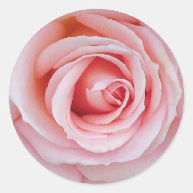 Soft Pink Rose Sticker (Front)