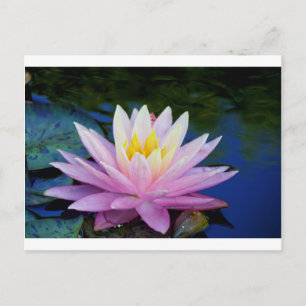 Soft Pink Waterlily Postcard