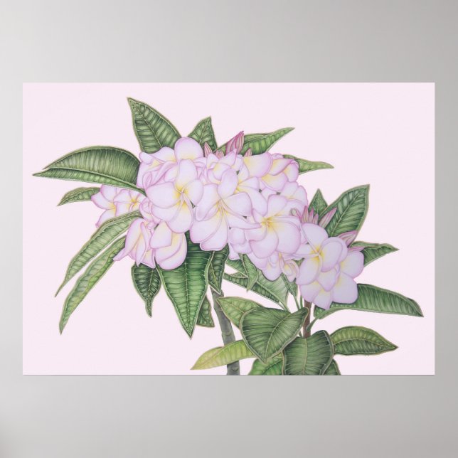 Soft Plumeria Poster (Front)