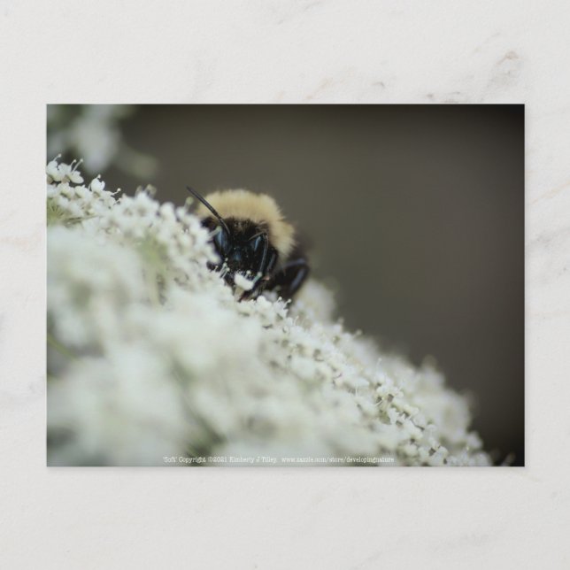 Soft Postcard (Front)