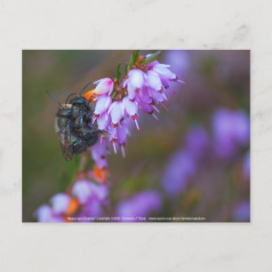 Soft Postcard