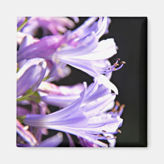 Soft Purple Agapanthus Flowers - Lily of the Nile Magnet