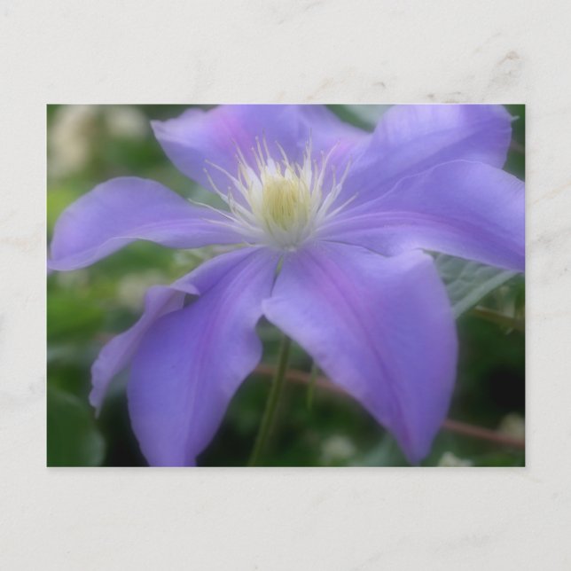 Soft Purple Clematis Flower Postcard (Front)