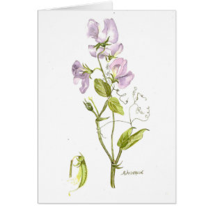Soft purple sweet pea watercolor