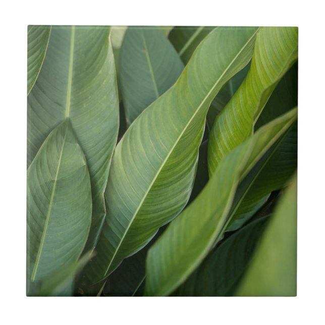 Soft ropical Green Leaves Botanical Tile (Front)