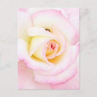 Soft rose postcard