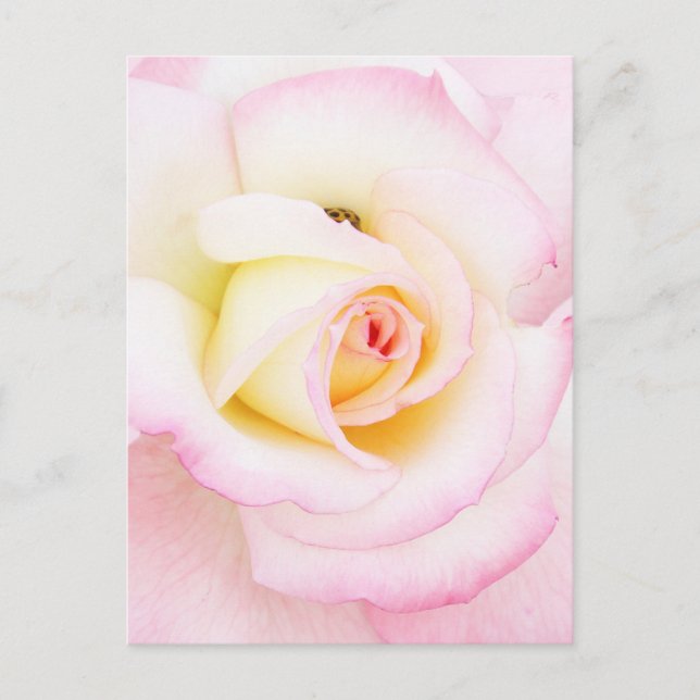 Soft rose postcard (Front)