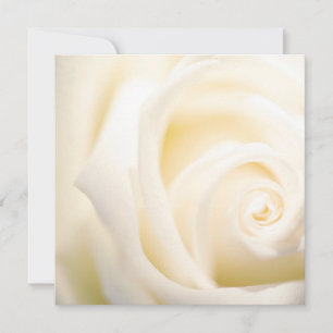 Soft Rose Print Flat Card