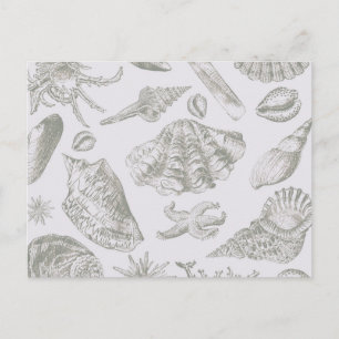 Soft Sage Grey Seashell Sketch Antique Nature Postcard