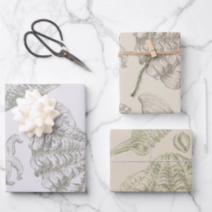 Soft Sage Grey Seashell Sketch Antique Nature Wrapping Paper Sheet