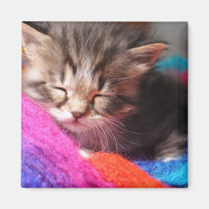 Soft Sleepy Newborn Kitten Phototgraph Magnet