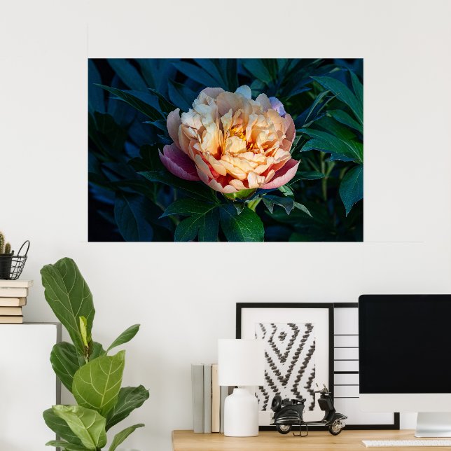 Soft Splendour: Peach Peony Photography Poster (Home Office)