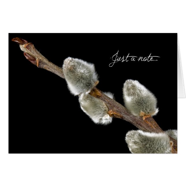 Soft Touch (Front Horizontal)