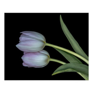 Soft tulips. poster