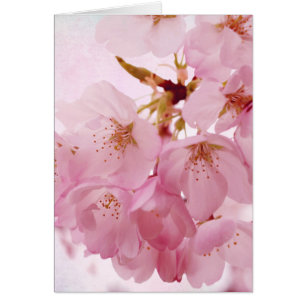 Soft Vintage Pink Cherry Blossoms