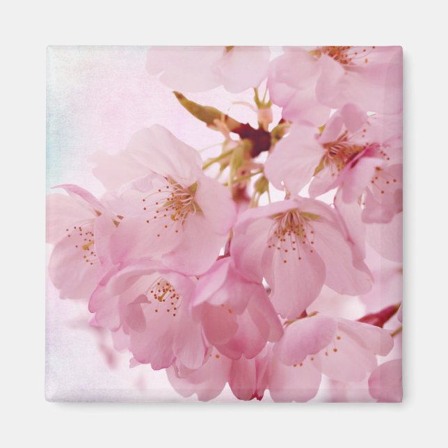 Soft Vintage Pink Cherry Blossoms Magnet (Front)