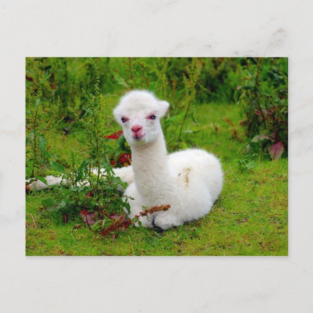Soft White Alpaca Animal Postcard (Front)