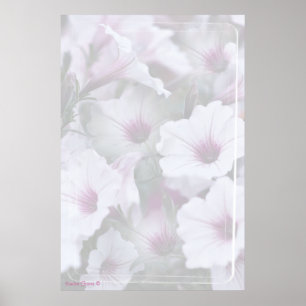 Soft White And Pink Petunias Poster