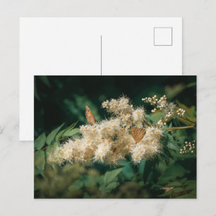 Soft White Blossoms with Butterflies Postcard