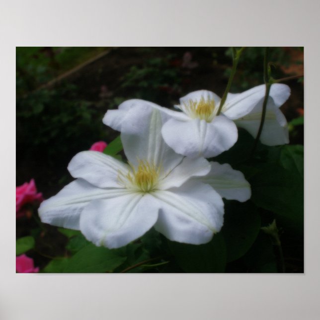 Soft White Clematis Pair Floral Digital Art Poster (Front)