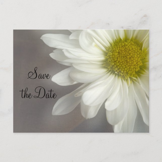 Soft White Daisy on Grey Wedding Save the Date Announcement Postcard (Front)